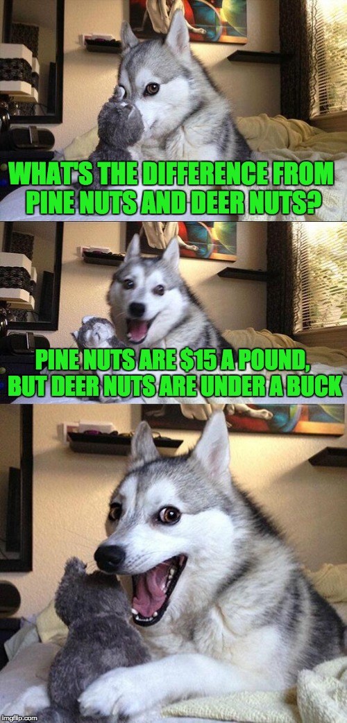 Pine nuts vs. deer nuts | WHAT'S THE DIFFERENCE FROM PINE NUTS AND DEER NUTS? PINE NUTS ARE $15 A POUND, BUT DEER NUTS ARE UNDER A BUCK | image tagged in memes,bad pun dog | made w/ Imgflip meme maker