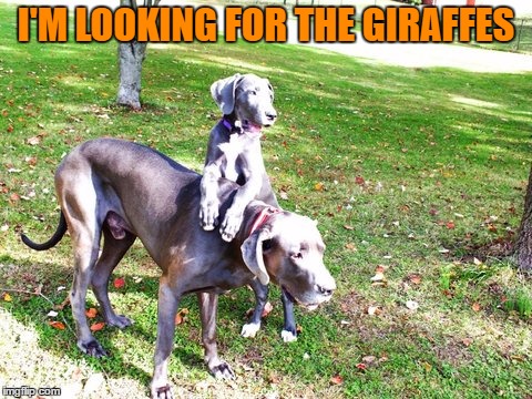 I'M LOOKING FOR THE GIRAFFES | made w/ Imgflip meme maker