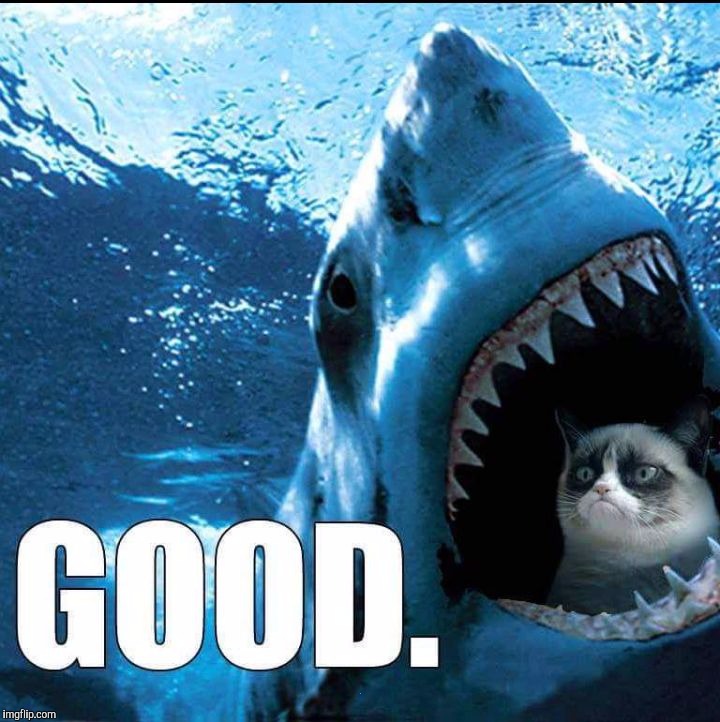 My, what sharp teeth you have... | . | image tagged in grumpy cat | made w/ Imgflip meme maker