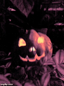 mi calabacita  2016 | image tagged in gifs | made w/ Imgflip images-to-gif maker