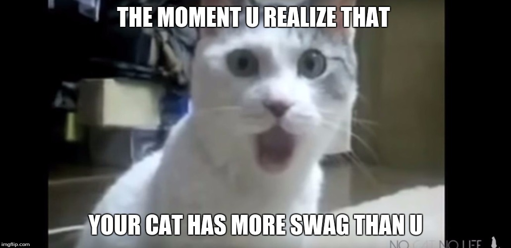 Swag | THE MOMENT U REALIZE THAT; YOUR CAT HAS MORE SWAG THAN U | image tagged in memes,first world problems | made w/ Imgflip meme maker