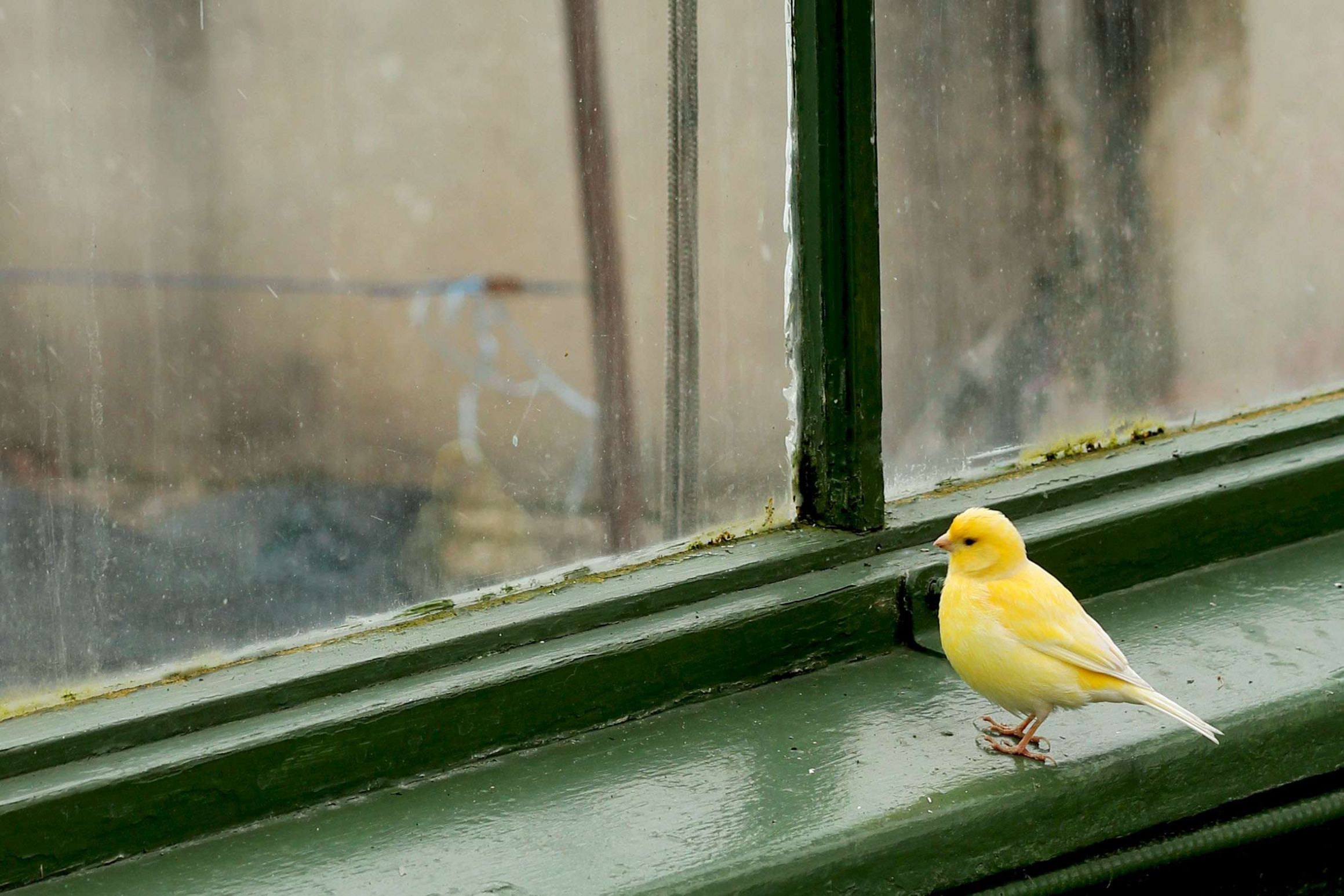 yellow bird Blank Meme Template