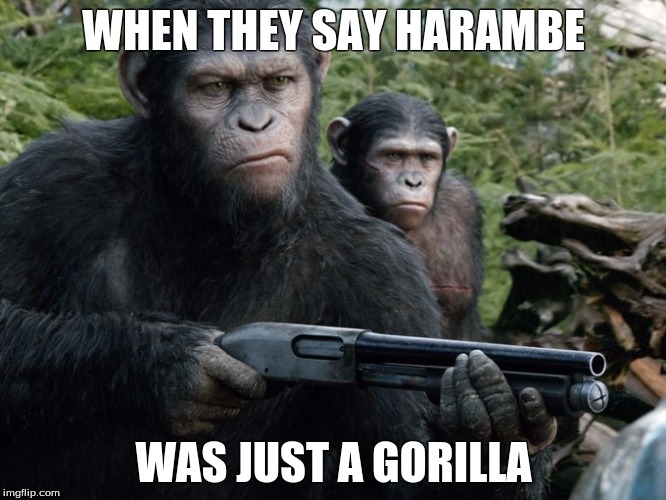 Angry Monkey | WHEN THEY SAY HARAMBE; WAS JUST A GORILLA | image tagged in angry monkey | made w/ Imgflip meme maker
