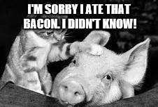 Kitty Sympathy | I'M SORRY I ATE THAT BACON. I DIDN'T KNOW! | image tagged in sorry,sorry not sorry,sorry kitty | made w/ Imgflip meme maker