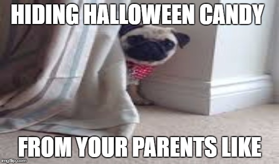 HIDING HALLOWEEN CANDY; FROM YOUR PARENTS LIKE | image tagged in pugs | made w/ Imgflip meme maker