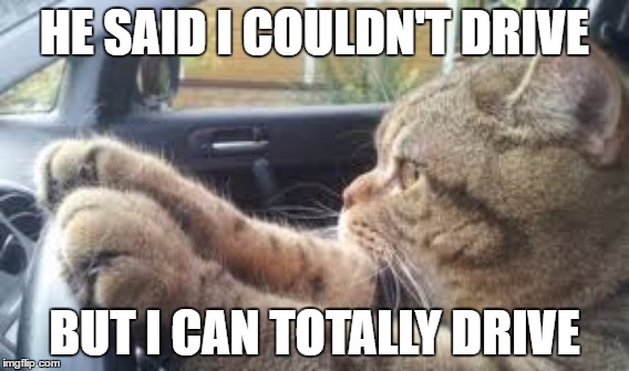 HE SAID I COULDN'T DRIVE; BUT I CAN TOTALLY DRIVE | image tagged in cats | made w/ Imgflip meme maker