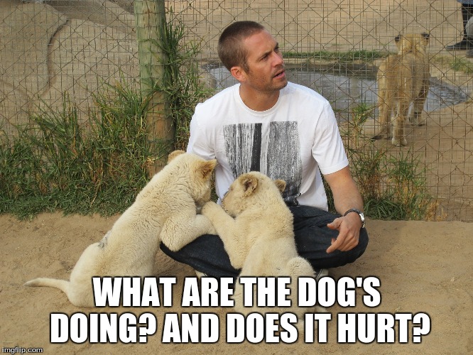 Paul Walker Meme | WHAT ARE THE DOG'S DOING?
AND DOES IT HURT? | image tagged in paul walker,meme,unnecessary tags | made w/ Imgflip meme maker