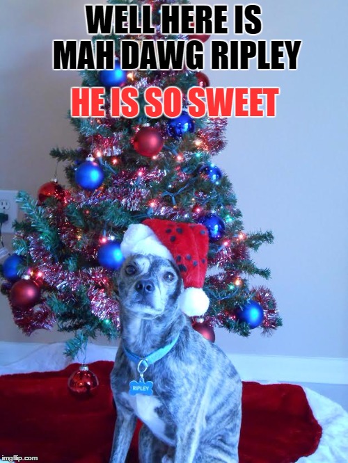 Mah DAWG |  HE IS SO SWEET; WELL HERE IS MAH DAWG RIPLEY | image tagged in the most interesting dog in the world | made w/ Imgflip meme maker