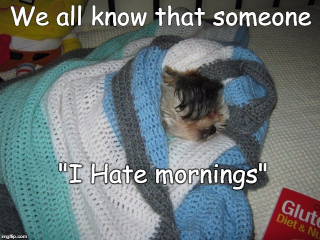 We all know that someone; "I Hate mornings" | image tagged in funny animals,pets | made w/ Imgflip meme maker