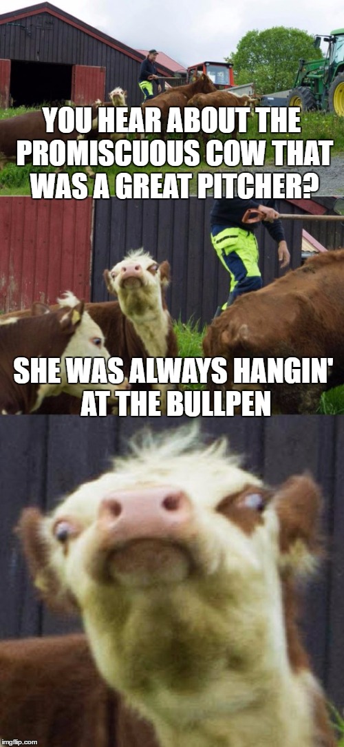 Pitching cow patties | YOU HEAR ABOUT THE PROMISCUOUS COW THAT WAS A GREAT PITCHER? SHE WAS ALWAYS HANGIN' AT THE BULLPEN | image tagged in bad pun cow,memes,world series,baseball,cow,slut | made w/ Imgflip meme maker