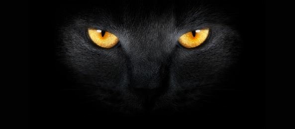 Black cats Blank Meme Template