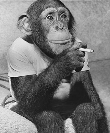 Smoking Chimpanzee Blank Meme Template
