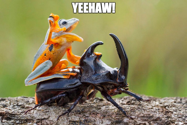 Meanwhile, on imgflip... | YEEHAW! | image tagged in imgflip | made w/ Imgflip meme maker
