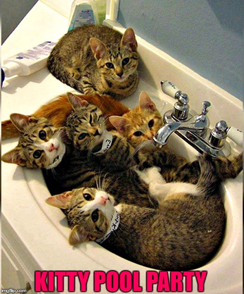 Kitty Pool Party | KITTY POOL PARTY | image tagged in kitty,cats,i love cats,cats are my life | made w/ Imgflip meme maker