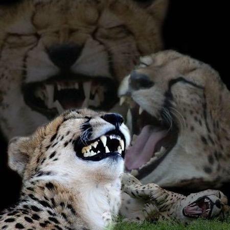 High Quality Laughing Cheetah Blank Meme Template