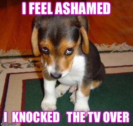 ashamed puppy imgflip