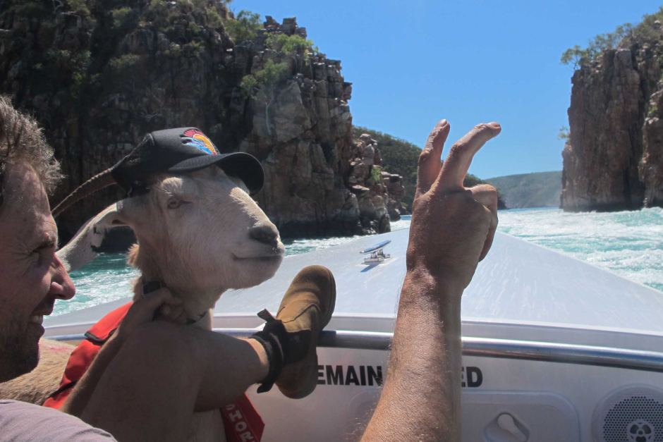 Goat In A Boat Blank Meme Template
