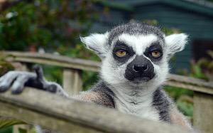 Lemur is not impressed Blank Meme Template