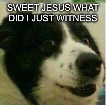 SWEET JESUS WHAT DID I JUST WITNESS | image tagged in doggo | made w/ Imgflip meme maker