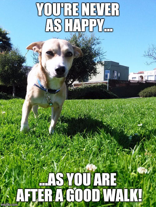 YOU'RE NEVER AS HAPPY... ...AS YOU ARE AFTER A GOOD WALK! | image tagged in dee dee 11 | made w/ Imgflip meme maker