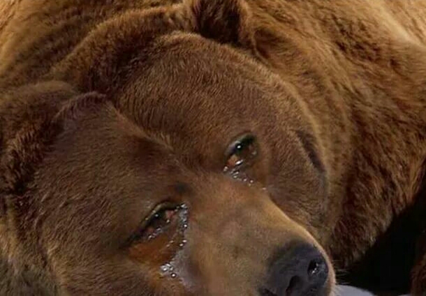 High Quality Crying bear Blank Meme Template