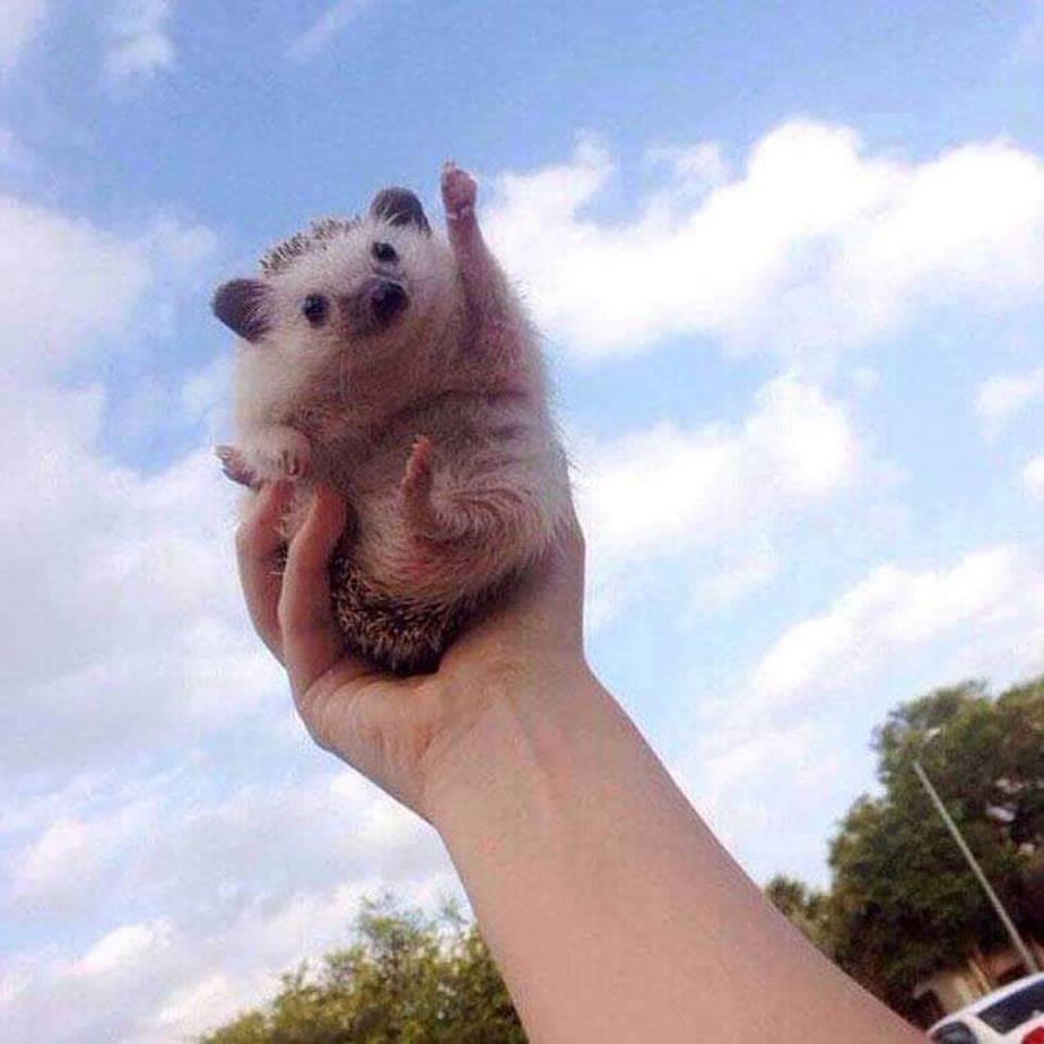 Motivational Hedgehog is Motivational Blank Meme Template