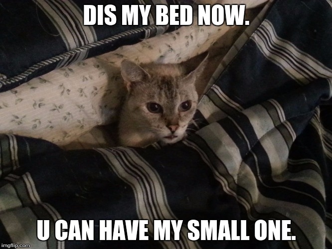 Cat In Bed | DIS MY BED NOW. U CAN HAVE MY SMALL ONE. | image tagged in cat in bed | made w/ Imgflip meme maker