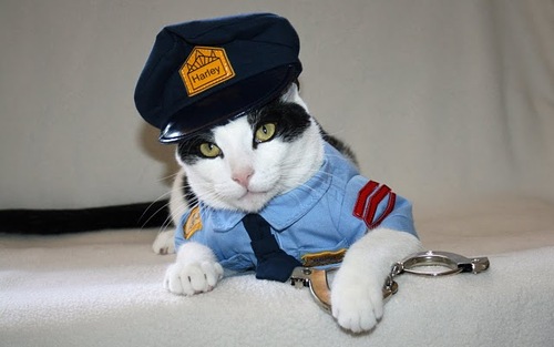 Police cat Blank Meme Template