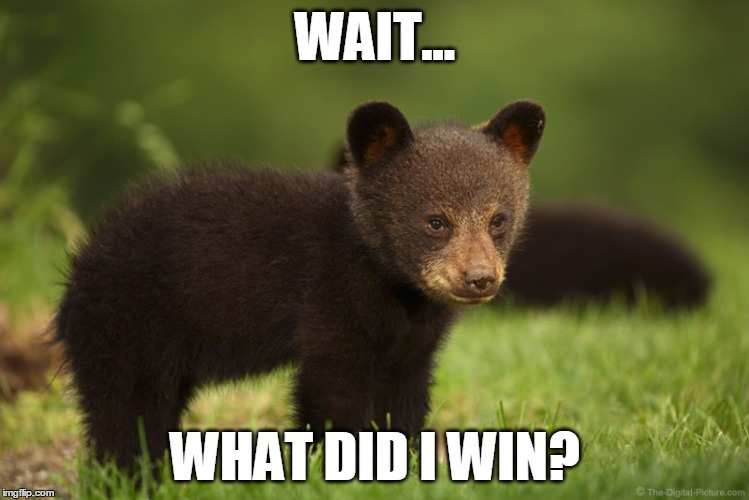 WAIT... WHAT DID I WIN? | image tagged in bear,chicago cubs,cubs | made w/ Imgflip meme maker