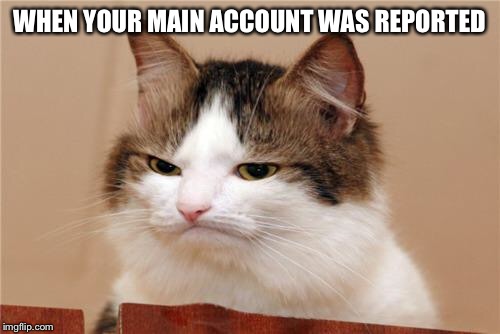 WHEN YOUR MAIN ACCOUNT WAS REPORTED | image tagged in cat | made w/ Imgflip meme maker