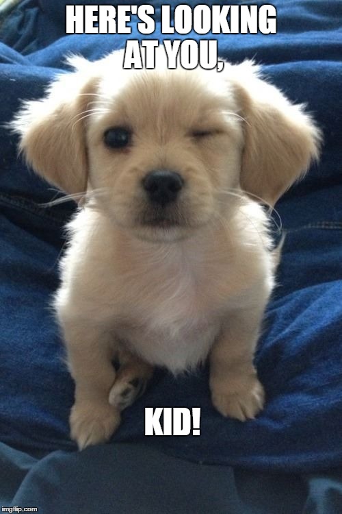 Hey, Kid... | HERE'S LOOKING AT YOU, KID! | image tagged in intelligent dog,smooth | made w/ Imgflip meme maker