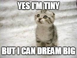 Cats Dream | YES I'M TINY; BUT I CAN DREAM BIG | image tagged in memes,cats | made w/ Imgflip meme maker