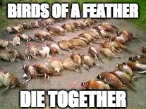 birds of a feather | BIRDS OF A FEATHER; DIE TOGETHER | image tagged in dead | made w/ Imgflip meme maker