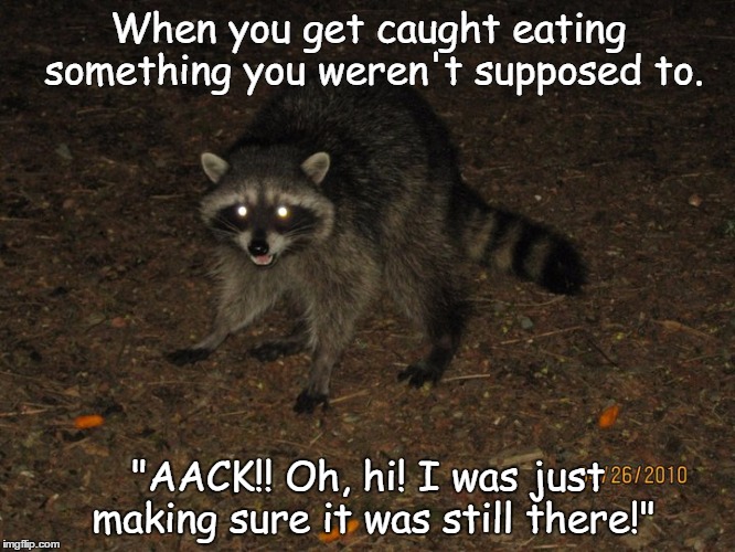 When you get caught eating something you weren't supposed to. "AACK!! Oh, hi! I was just making sure it was still there!" | image tagged in pets,funny animals | made w/ Imgflip meme maker