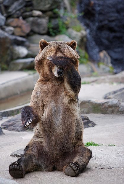 embarrassed bear Blank Meme Template