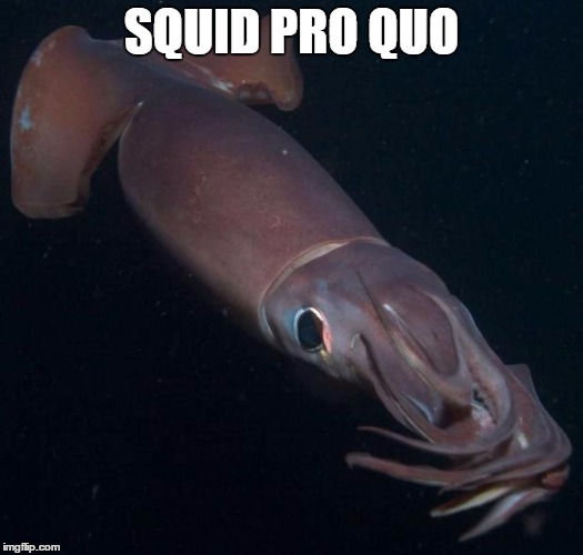 Squid pro quo |  SQUID PRO QUO | image tagged in humboldt squid 2 | made w/ Imgflip meme maker