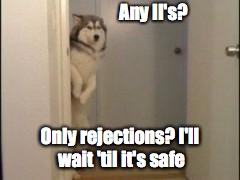 Embarassed Husky | Any II's? Only rejections? I'll wait 'til it's safe | image tagged in embarassed husky | made w/ Imgflip meme maker