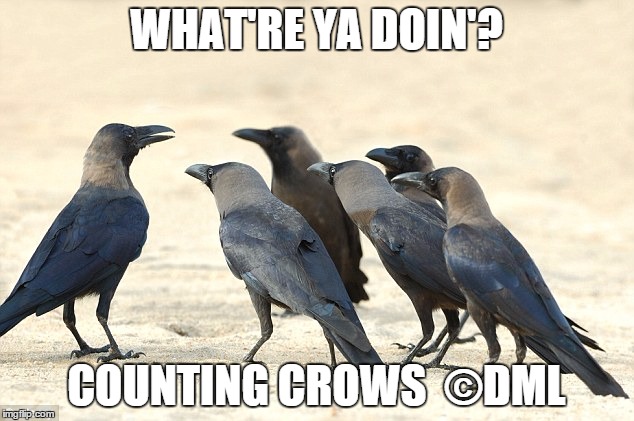COUNTING CROWS | WHAT'RE YA DOIN'? COUNTING CROWS  ©DML | image tagged in counting crows,music,puns,band,bad puns,music group | made w/ Imgflip meme maker