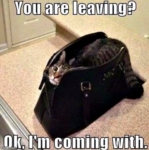 If I Fit. I'm Coming With.  | / | image tagged in cats,i love cats | made w/ Imgflip meme maker