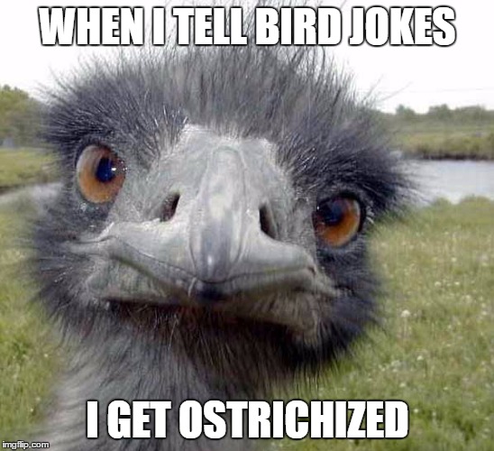 WHEN I TELL BIRD JOKES I GET OSTRICHIZED | made w/ Imgflip meme maker