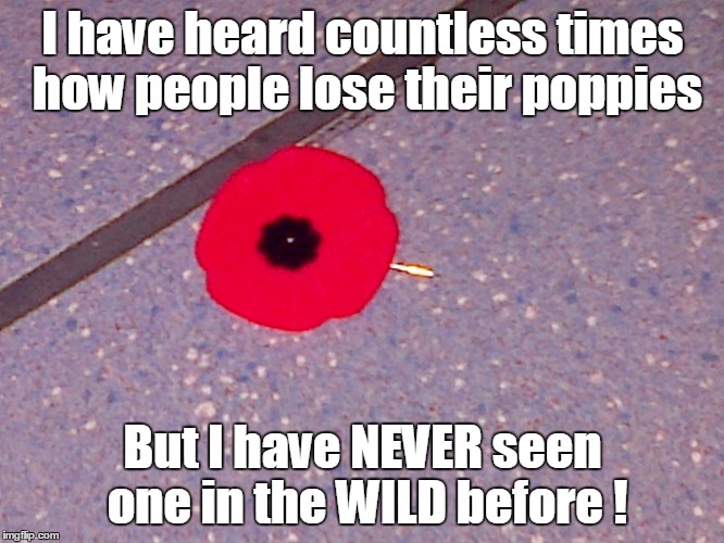 Don't worry he found a good home and money will be given in first box I see! |  I have heard countless times how people lose their poppies; But I have NEVER seen one in the WILD before ! | image tagged in remembrance | made w/ Imgflip meme maker