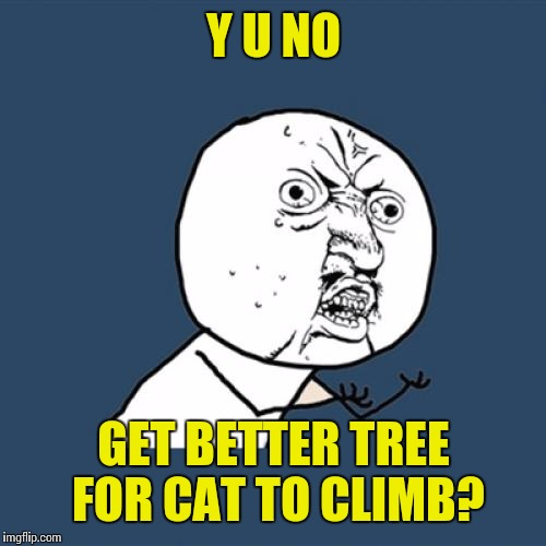 Y U No Meme | Y U NO GET BETTER TREE FOR CAT TO CLIMB? | image tagged in memes,y u no | made w/ Imgflip meme maker