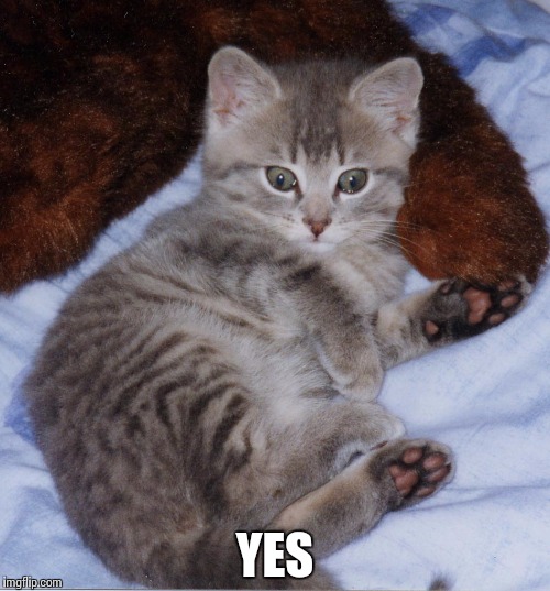 Cute_Thomas_Kitten | YES | image tagged in cute_thomas_kitten | made w/ Imgflip meme maker