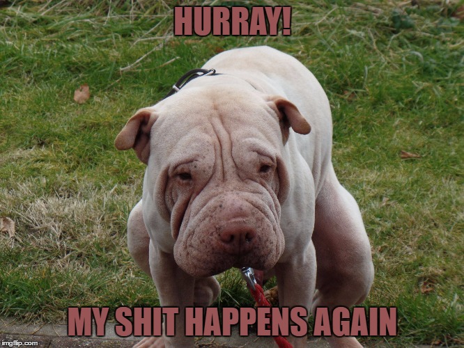 dog | HURRAY! MY SHIT HAPPENS AGAIN | image tagged in dog | made w/ Imgflip meme maker