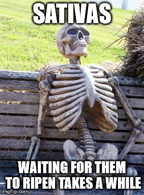 Waiting Skeleton | SATIVAS; WAITING FOR THEM TO RIPEN TAKES A WHILE | image tagged in memes,waiting skeleton | made w/ Imgflip meme maker