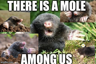 Moles | THERE IS A MOLE; AMONG US | image tagged in mole | made w/ Imgflip meme maker