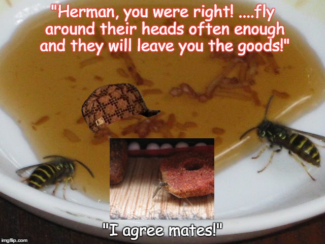 "Herman, you were right! ....fly around their heads often enough and they will leave you the goods!"; "I agree mates!" | image tagged in funny,funny but true | made w/ Imgflip meme maker
