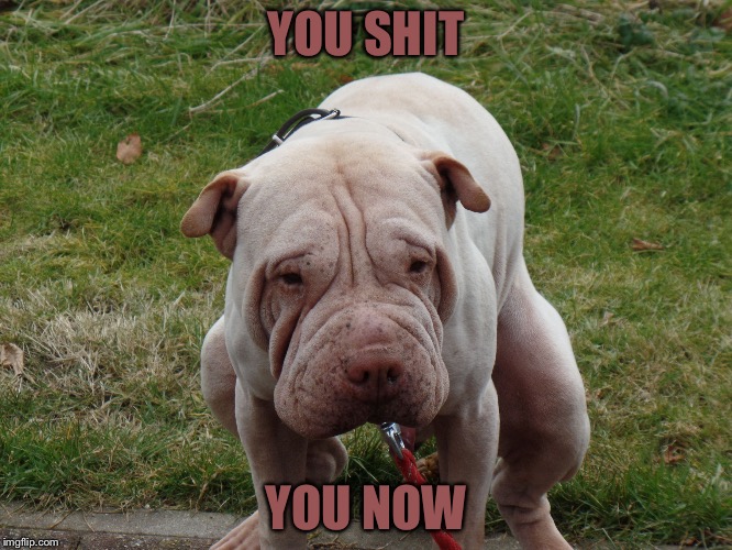 dog | YOU SHIT; YOU NOW | image tagged in dog | made w/ Imgflip meme maker