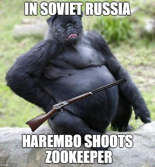 Harembo is shoot on the zookeper! | IN SOVIET RUSSIA; HAREMBO SHOOTS ZOOKEEPER | image tagged in harambe,harembo,in soviet russia,gun control,pugzilla,pugs | made w/ Imgflip meme maker