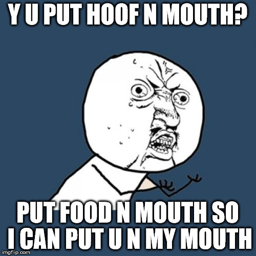 Y U No Meme | Y U PUT HOOF N MOUTH? PUT FOOD N MOUTH SO I CAN PUT U N MY MOUTH | image tagged in memes,y u no | made w/ Imgflip meme maker